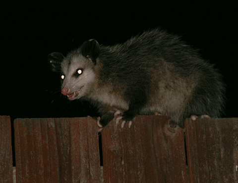 opossum.gif
